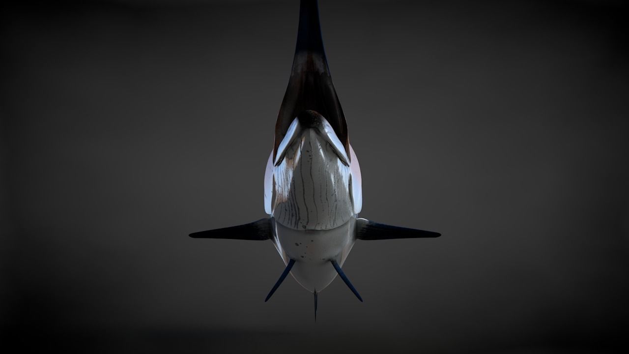 Blue Stripped Marlin C4D Rigged Low-poly 3D model_13
