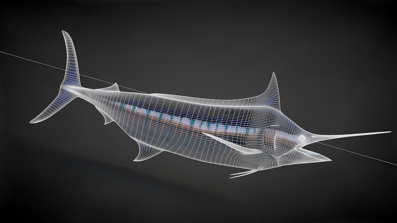 Blue Stripped Marlin C4D Rigged Low-poly 3D model_35