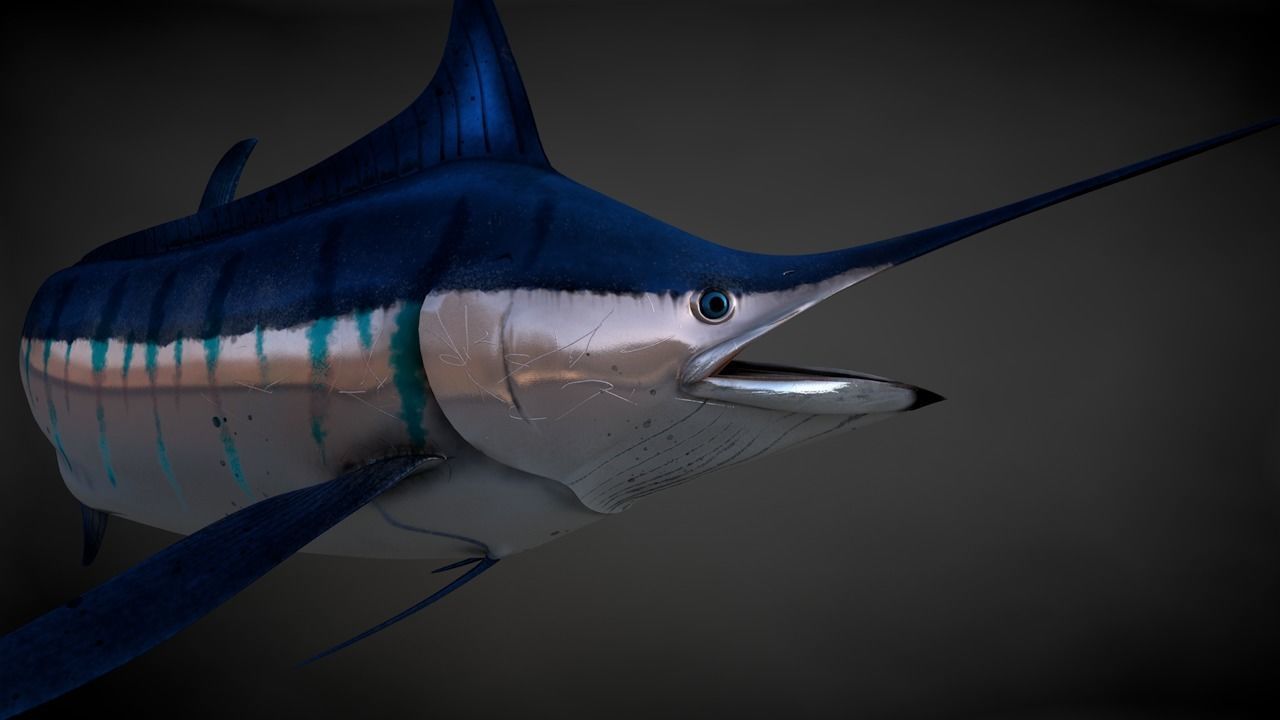 Blue Stripped Marlin C4D Rigged Low-poly 3D model_25