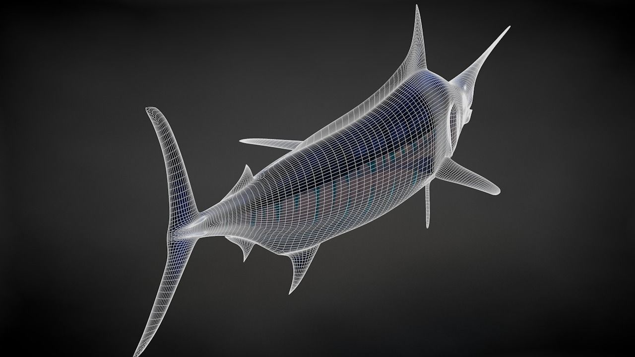 Blue Stripped Marlin C4D Rigged Low-poly 3D model_33