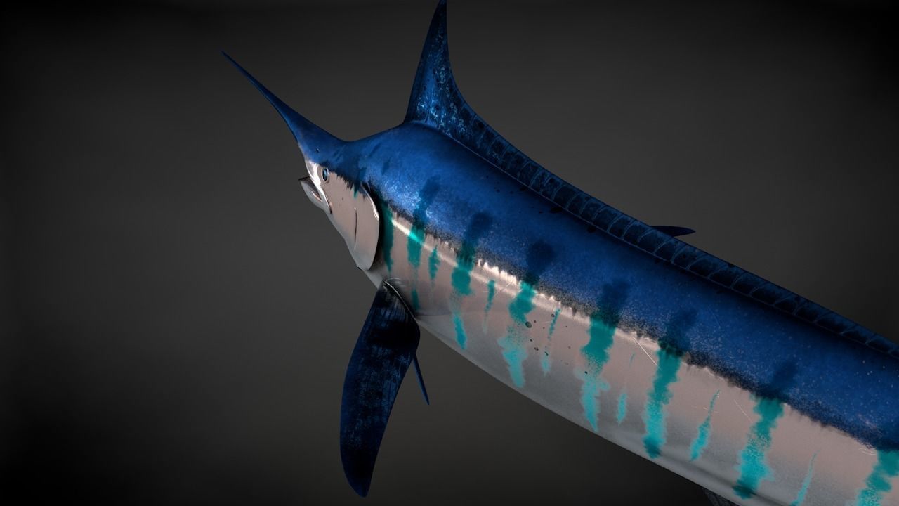 Blue Stripped Marlin C4D Rigged Low-poly 3D model_14