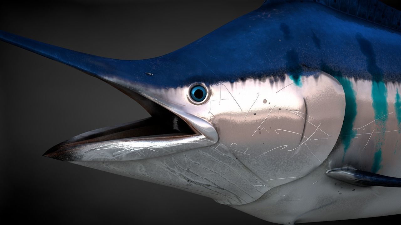 Blue Stripped Marlin C4D Rigged Low-poly 3D model_5