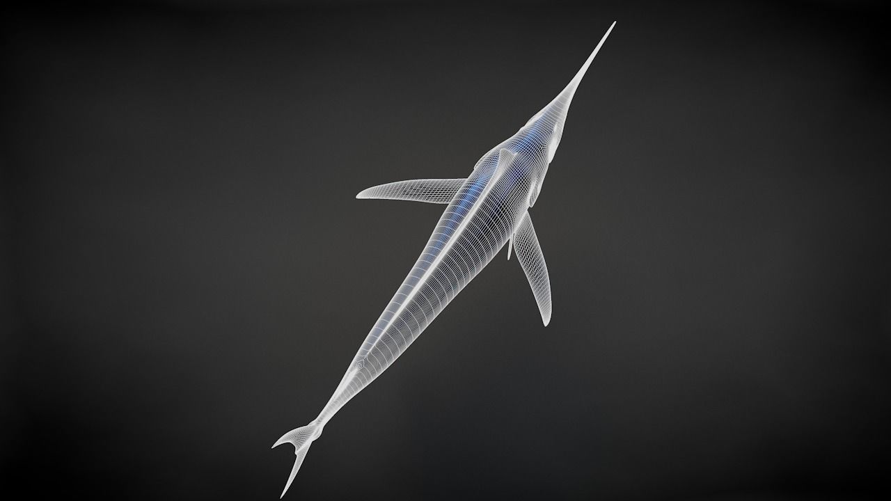Blue Stripped Marlin C4D Rigged Low-poly 3D model_36