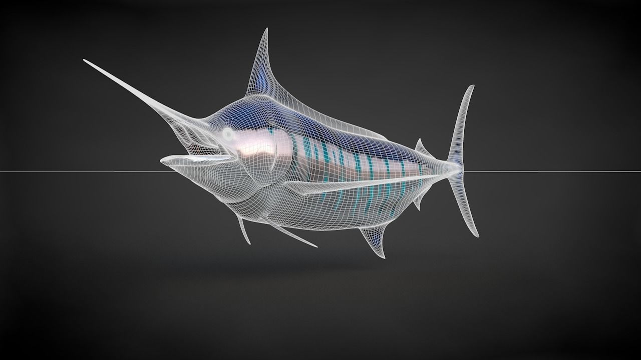 Blue Stripped Marlin C4D Rigged Low-poly 3D model_28