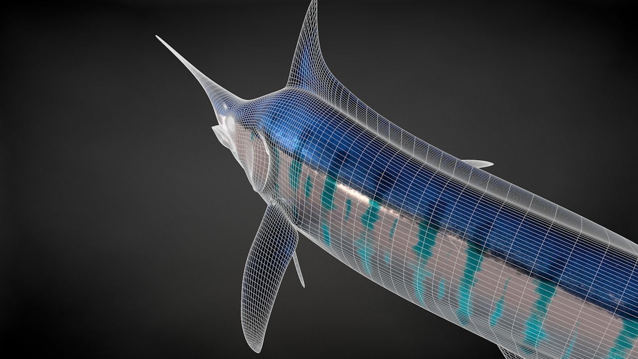 Blue Stripped Marlin C4D Rigged Low-poly 3D model_40