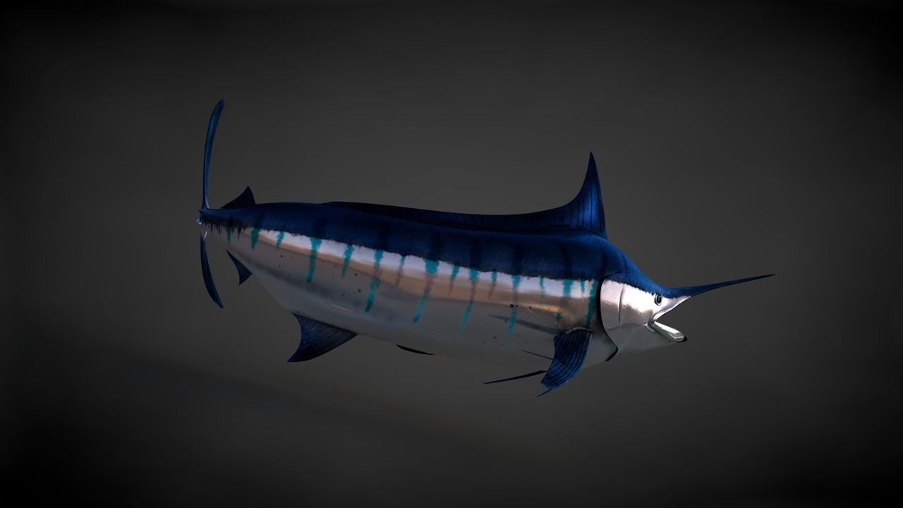 Blue Stripped Marlin C4D Rigged Low-poly 3D model_22