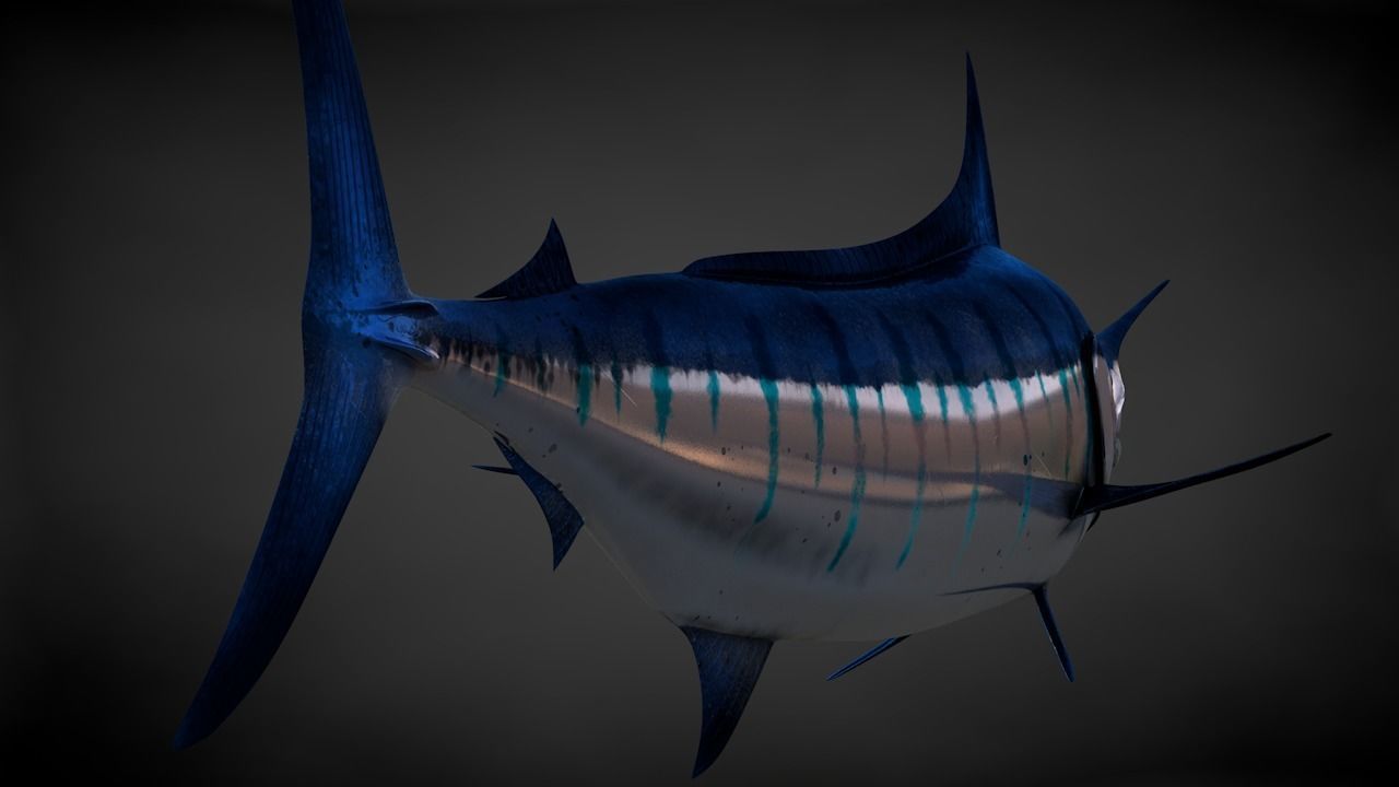 Blue Stripped Marlin C4D Rigged Low-poly 3D model_6