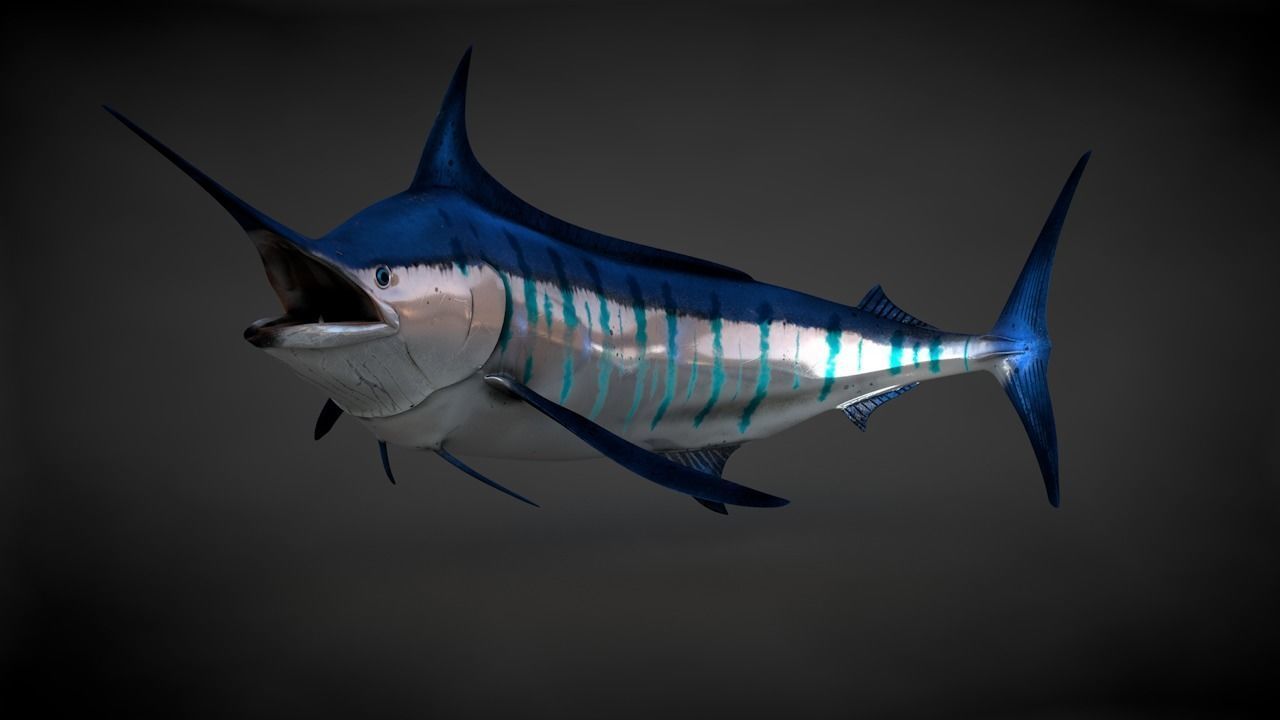 Blue Stripped Marlin C4D Rigged Low-poly 3D model_17