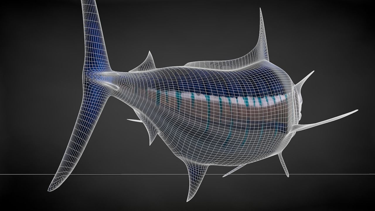 Blue Stripped Marlin C4D Rigged Low-poly 3D model_32