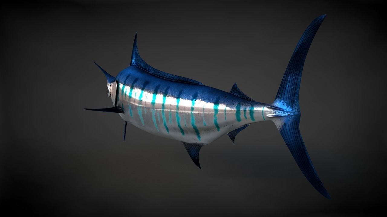 Blue Stripped Marlin C4D Rigged Low-poly 3D model_11