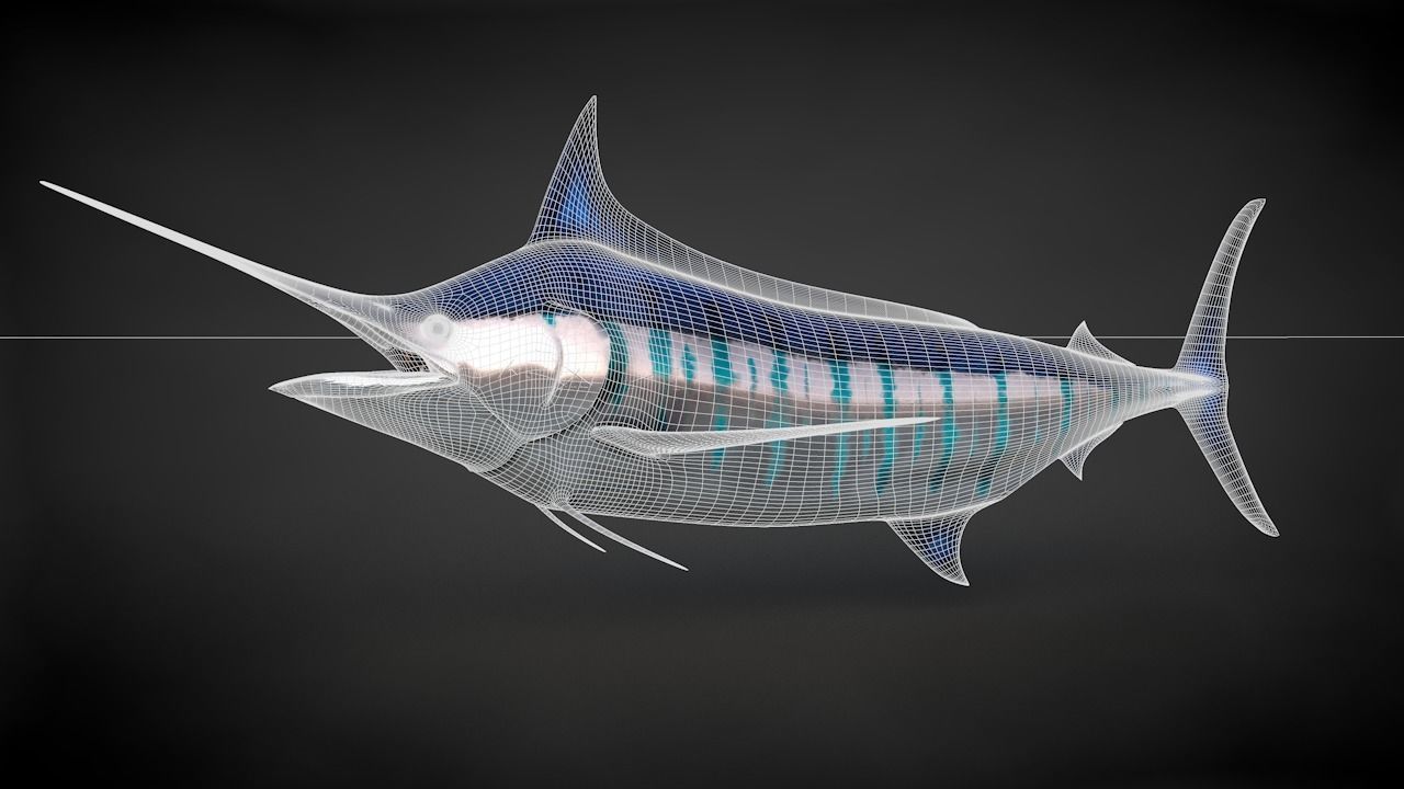 Blue Stripped Marlin C4D Rigged Low-poly 3D model_30