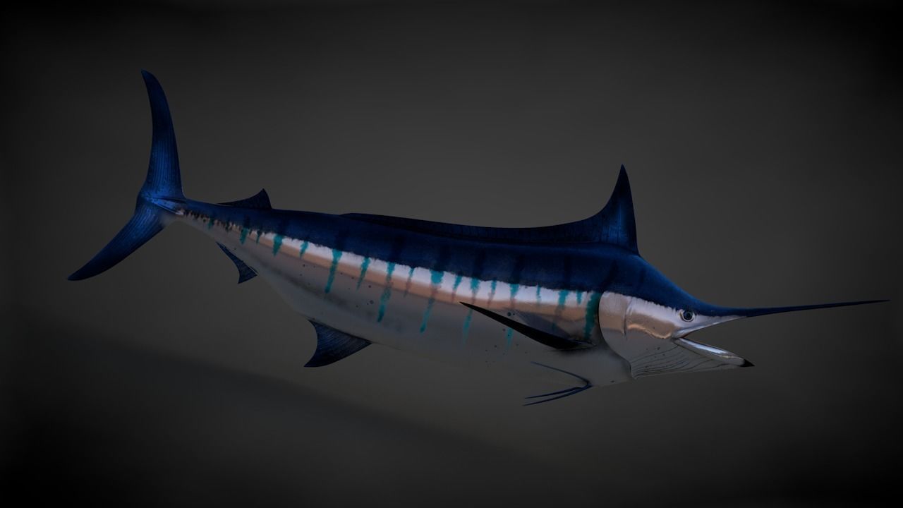 Blue Stripped Marlin C4D Rigged Low-poly 3D model_9