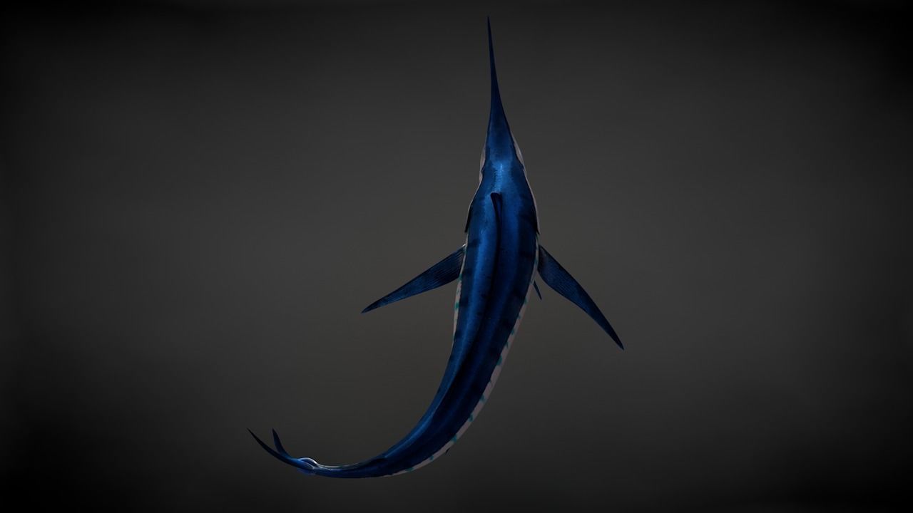 Blue Stripped Marlin C4D Rigged Low-poly 3D model_23