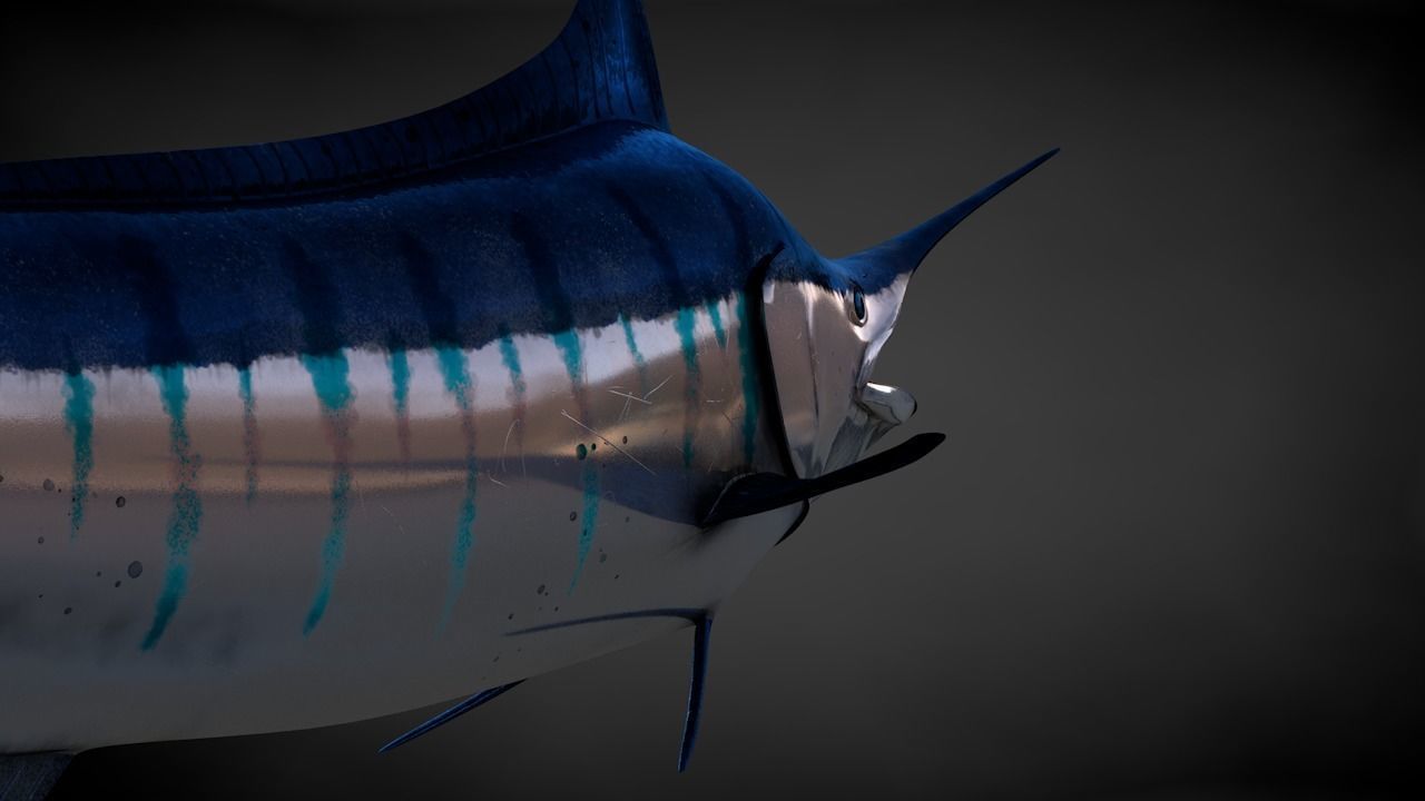 Blue Stripped Marlin C4D Rigged Low-poly 3D model_8