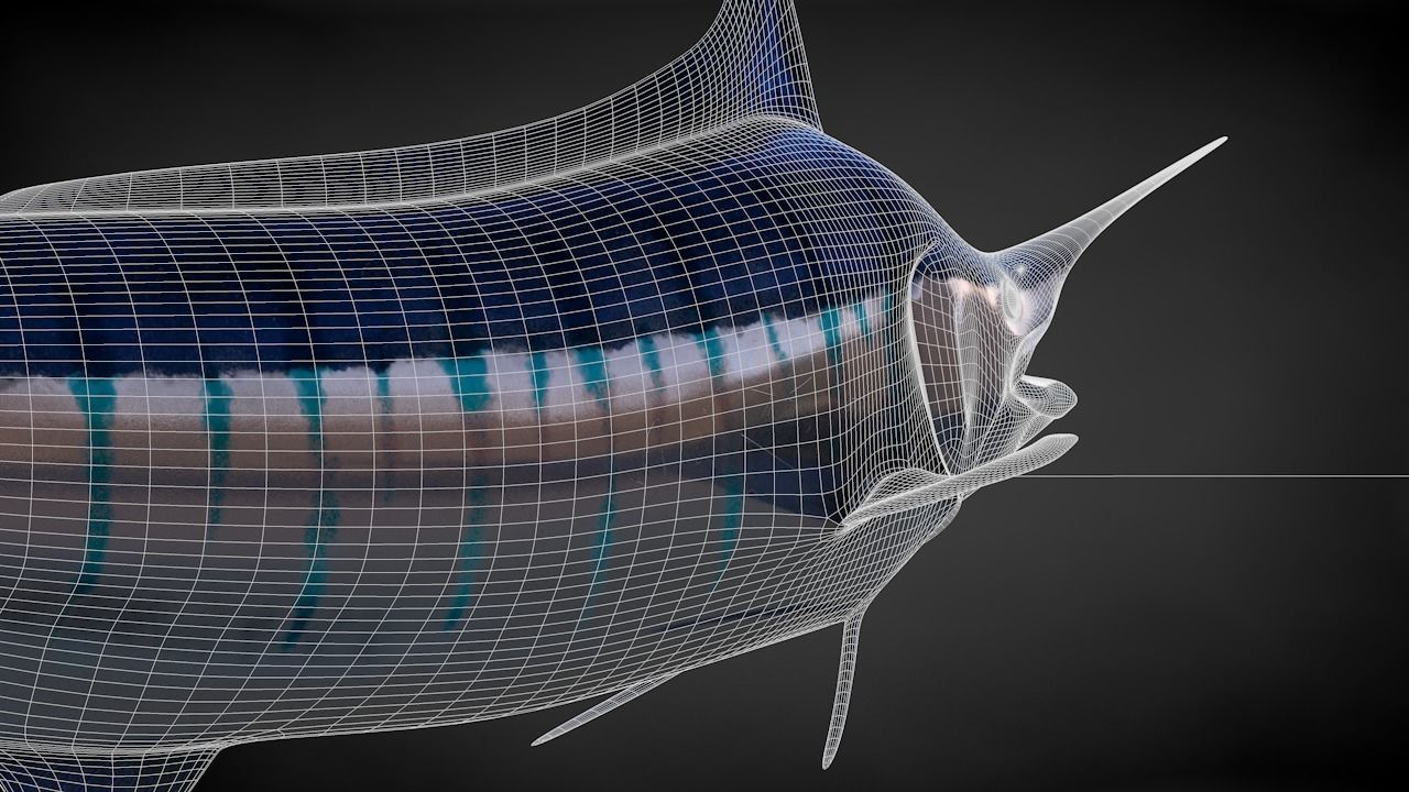 Blue Stripped Marlin C4D Rigged Low-poly 3D model_34
