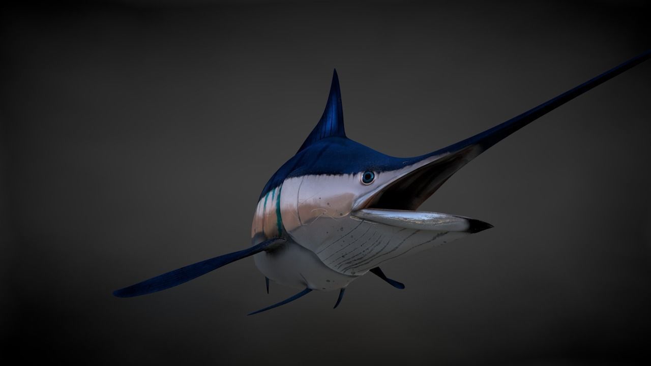 Blue Stripped Marlin C4D Rigged Low-poly 3D model_26