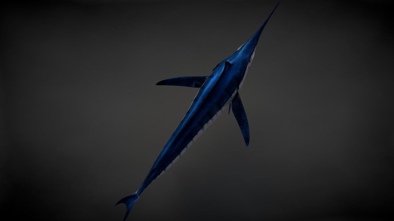 Blue Stripped Marlin C4D Rigged Low-poly 3D model_10