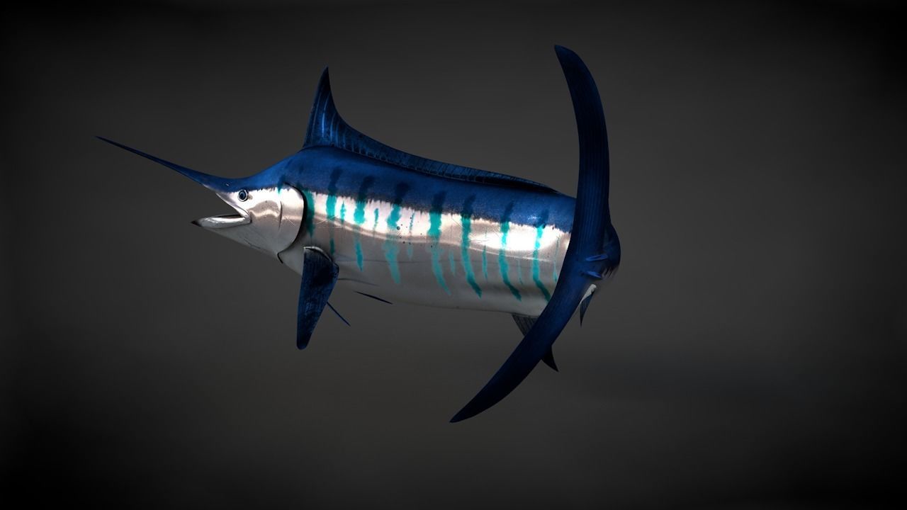 Blue Stripped Marlin C4D Rigged Low-poly 3D model_24