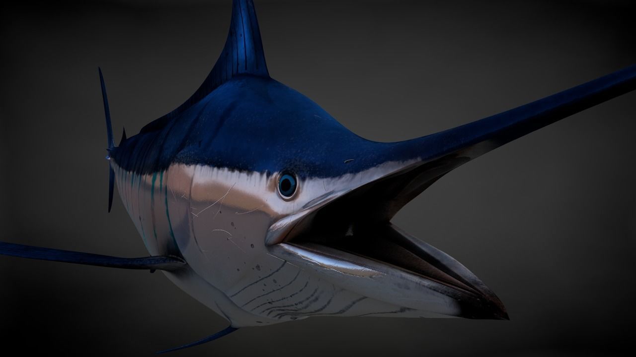 Blue Stripped Marlin C4D Rigged Low-poly 3D model_12