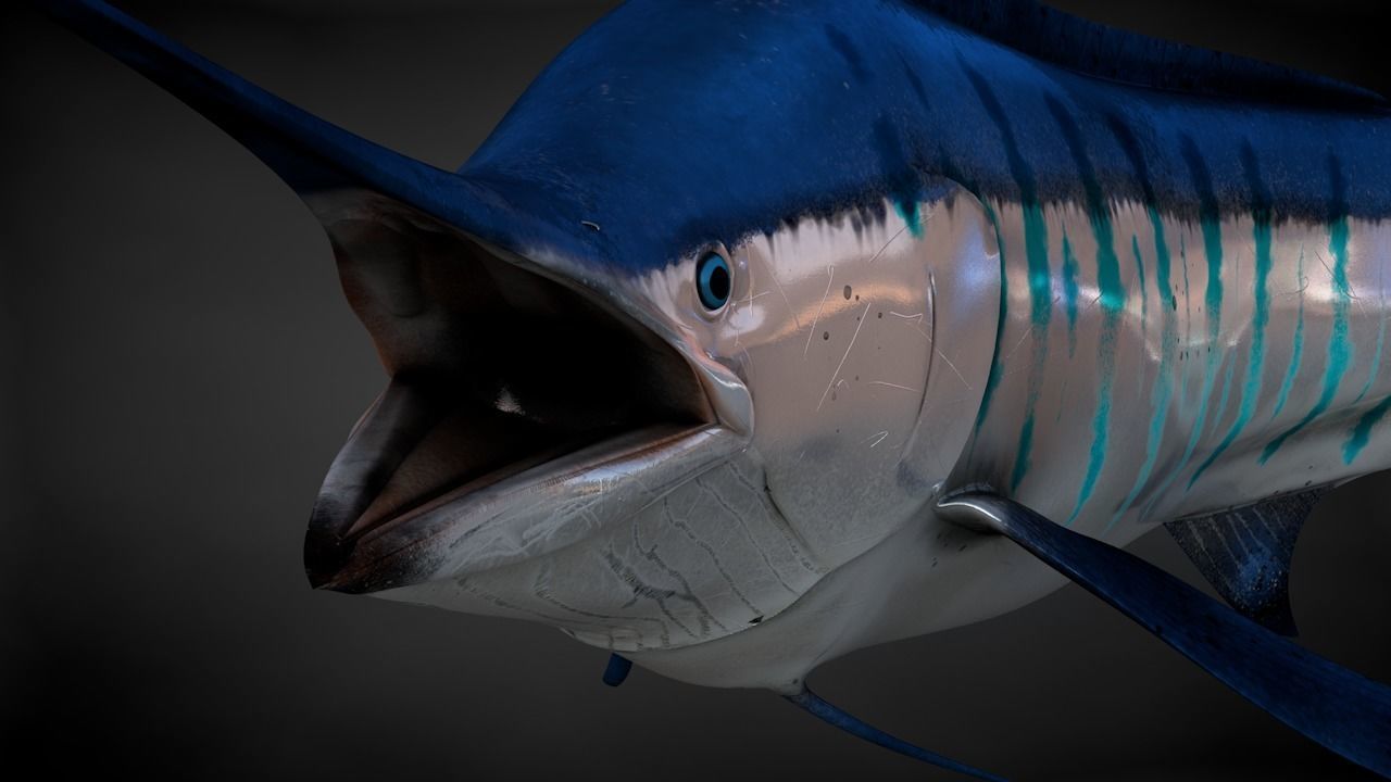 Blue Stripped Marlin C4D Rigged Low-poly 3D model_18
