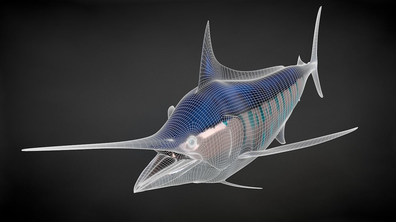 Blue Stripped Marlin C4D Rigged Low-poly 3D model_29