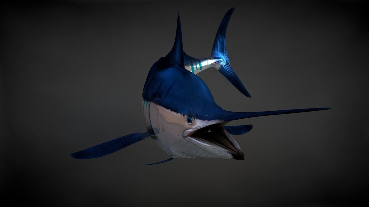 Blue Stripped Marlin C4D Rigged Low-poly 3D model_16