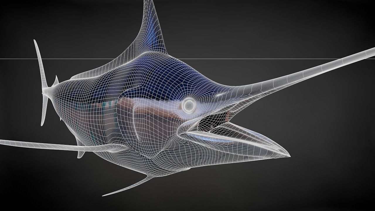 Blue Stripped Marlin C4D Rigged Low-poly 3D model_38