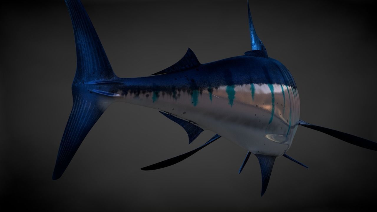 Blue Stripped Marlin C4D Rigged Low-poly 3D model_19
