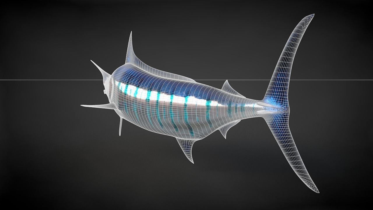 Blue Stripped Marlin C4D Rigged Low-poly 3D model_37