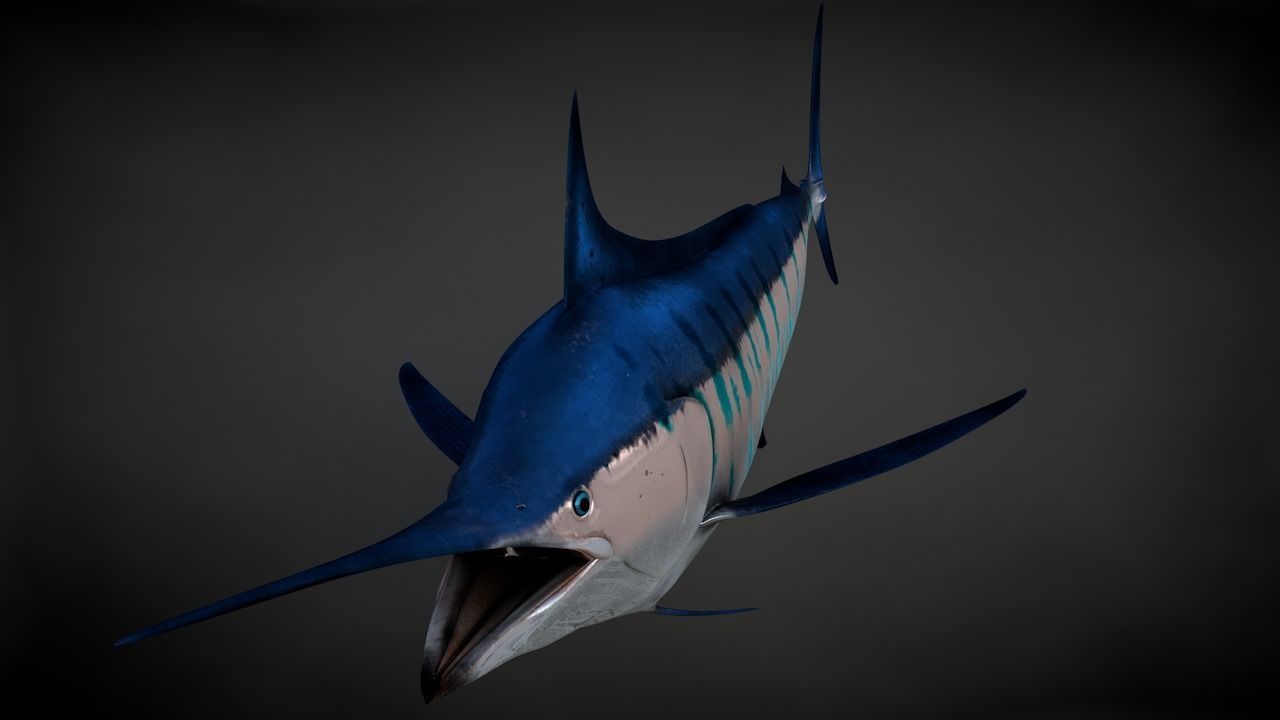 Blue Stripped Marlin C4D Rigged Low-poly 3D model_3