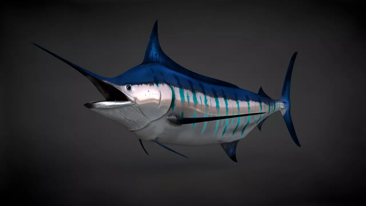 Blue Stripped Marlin C4D Rigged Low-poly 3D model_0