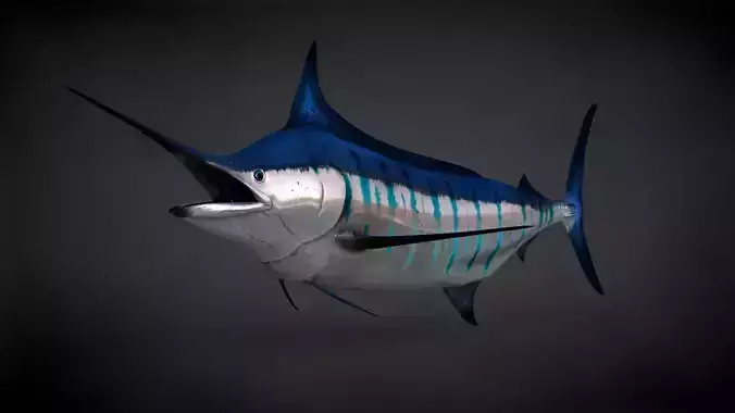 Blue Stripped Marlin C4D Rigged Low-poly 3D model