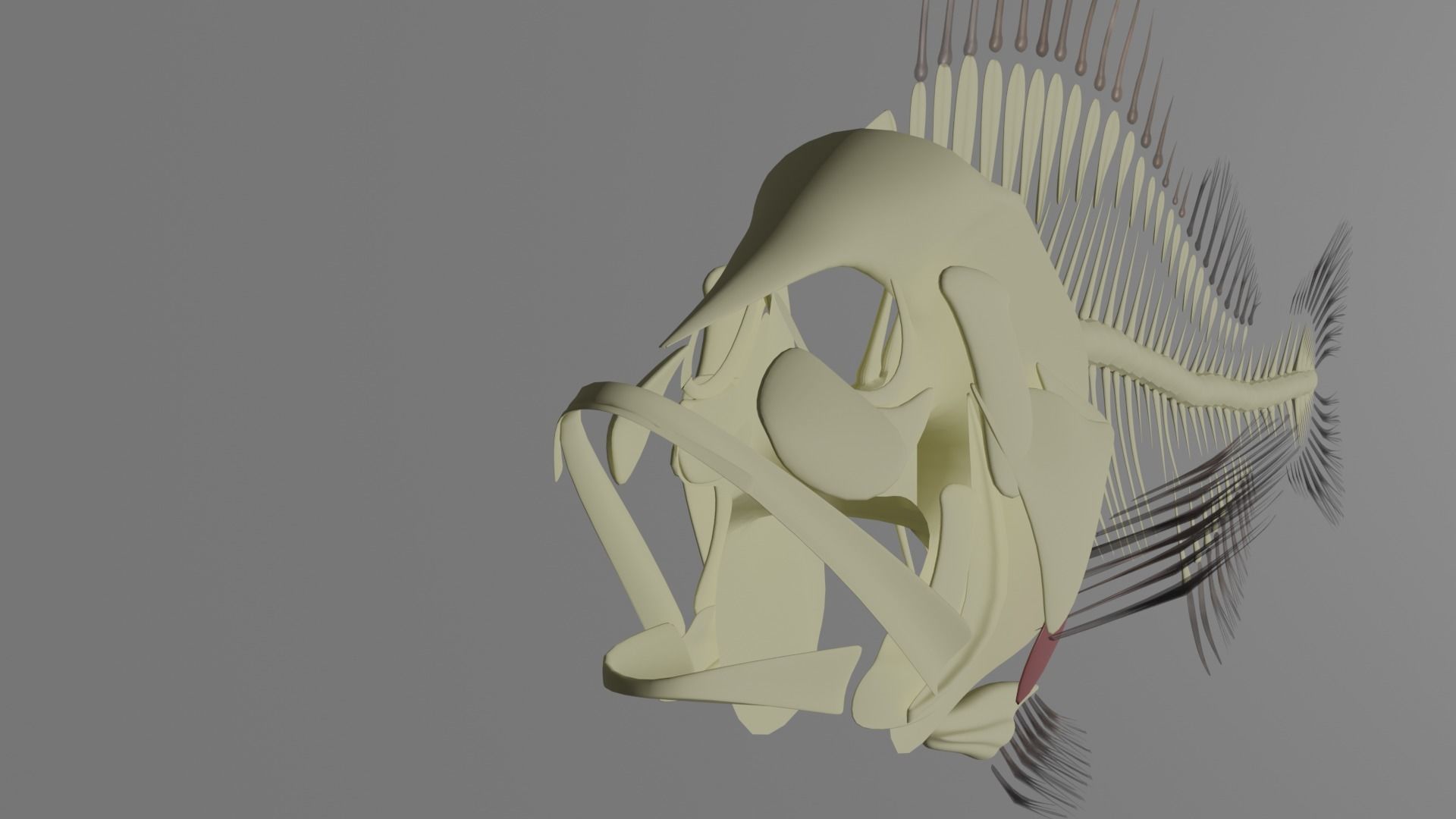 Fish Anatomy 3D Model 3D model_11