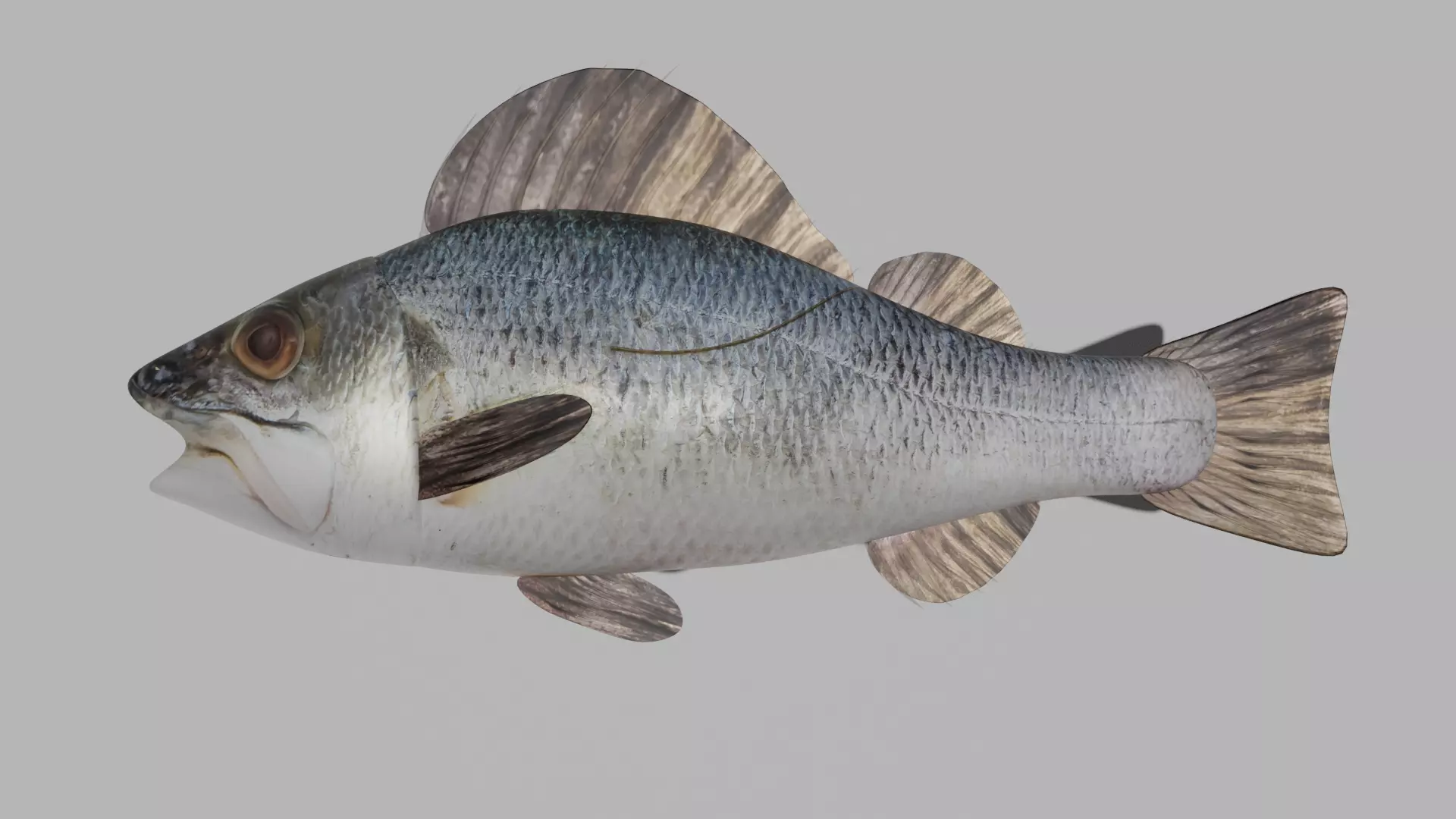 Fish Anatomy 3D Model 3D model_0