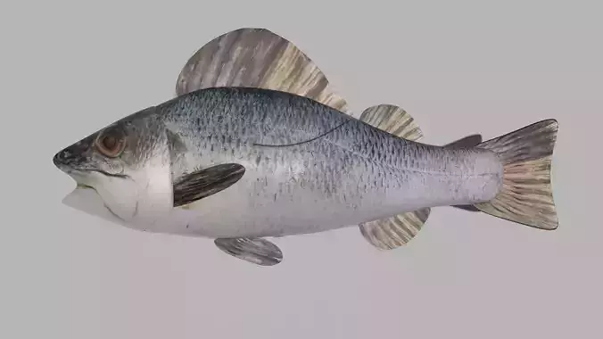 Fish Anatomy 3D Model