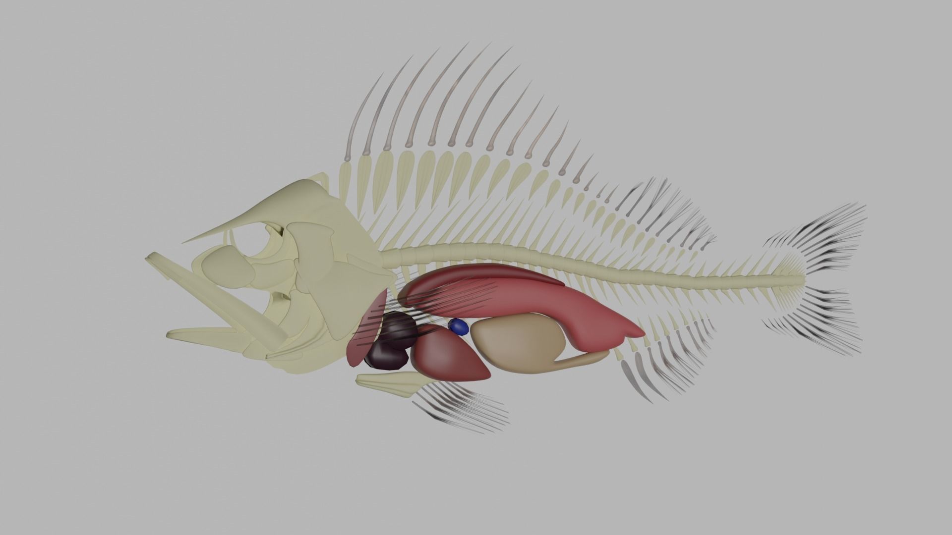 Fish Anatomy 3D Model 3D model_9