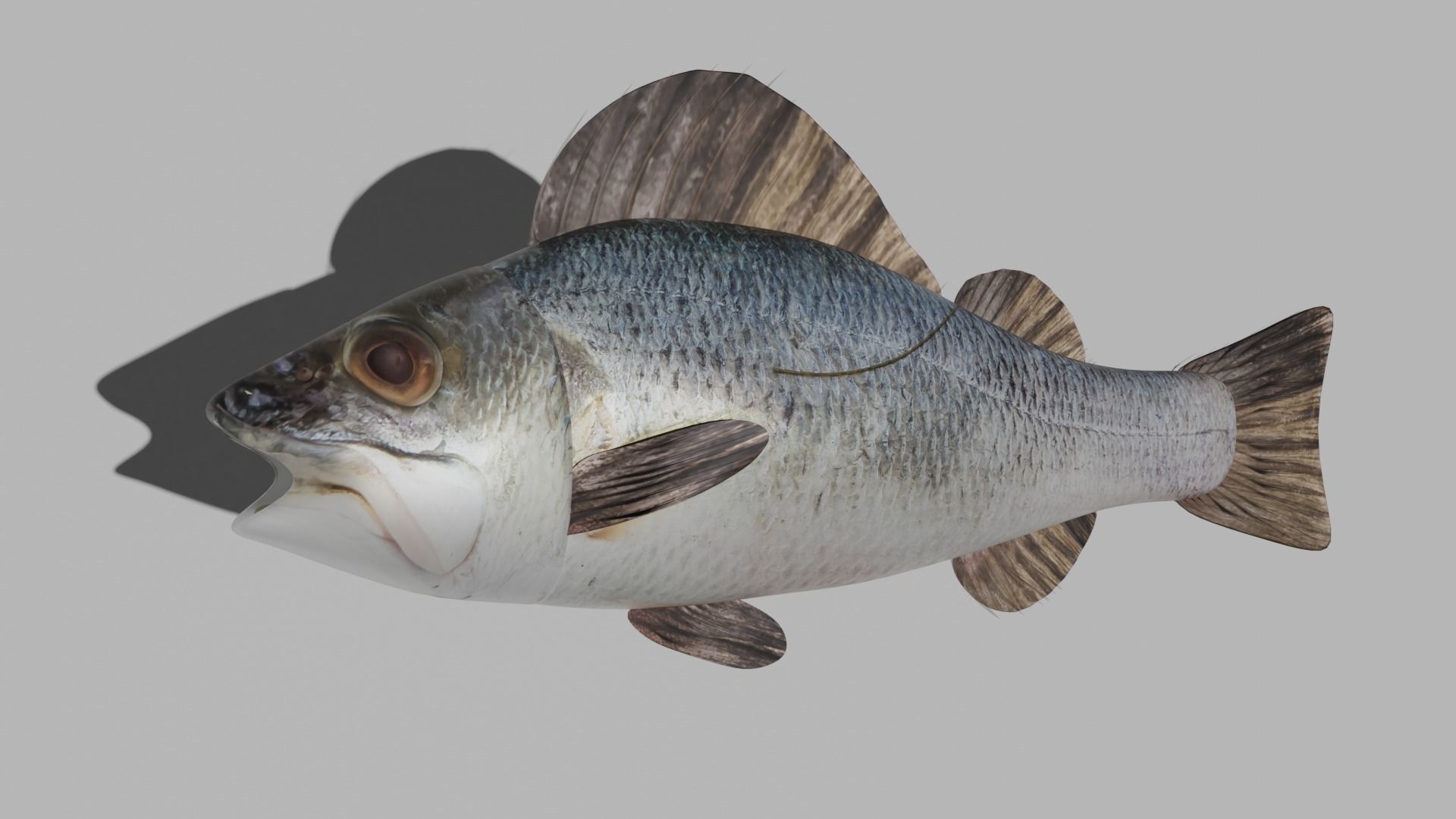 Fish Anatomy 3D Model 3D model_6