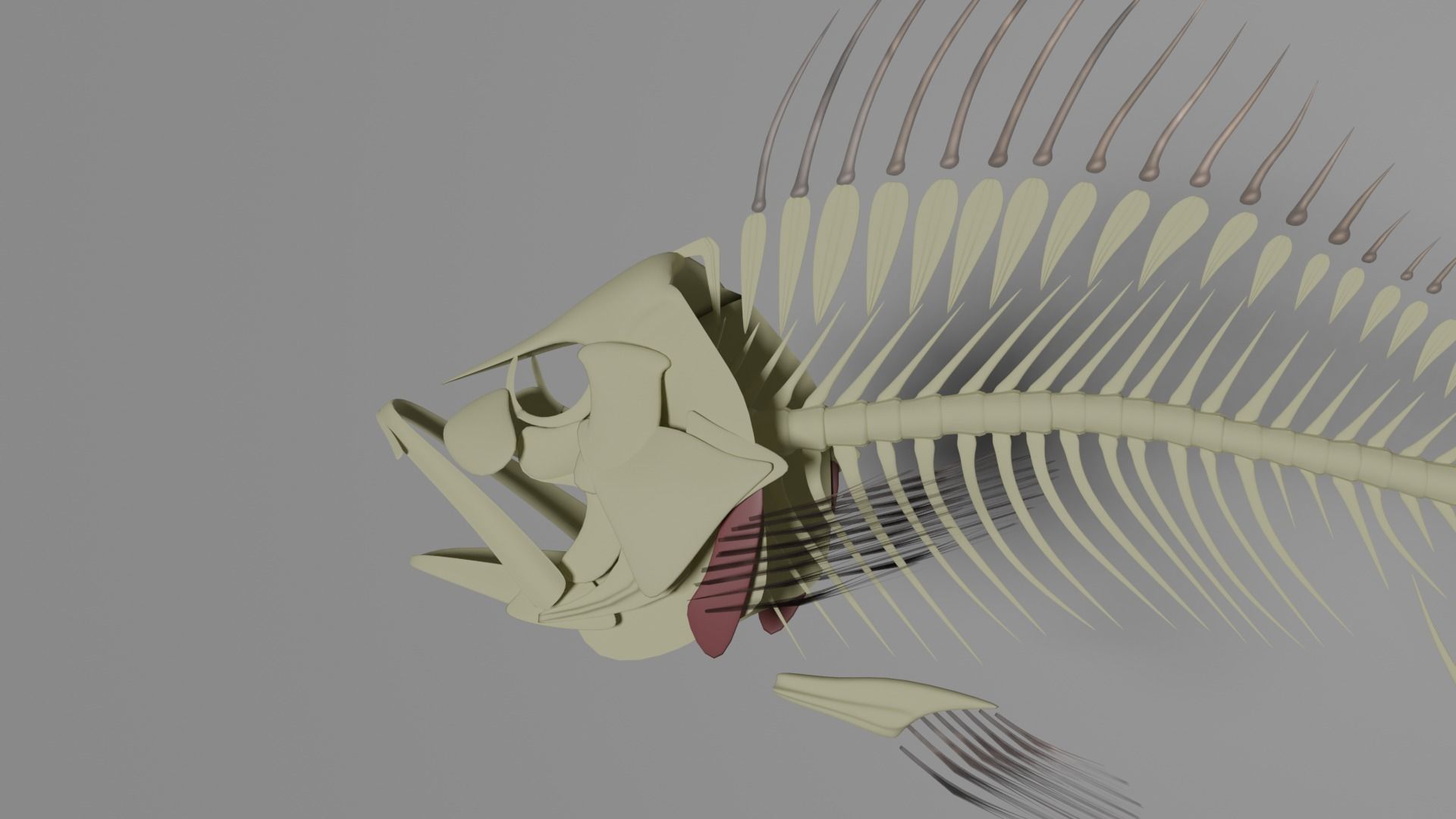 Fish Anatomy 3D Model 3D model_10
