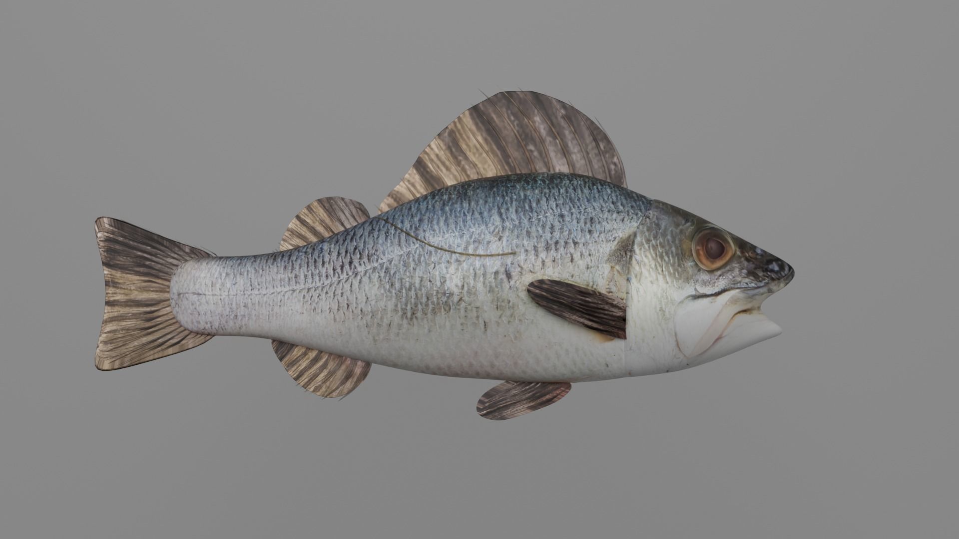 Fish Anatomy 3D Model 3D model_4