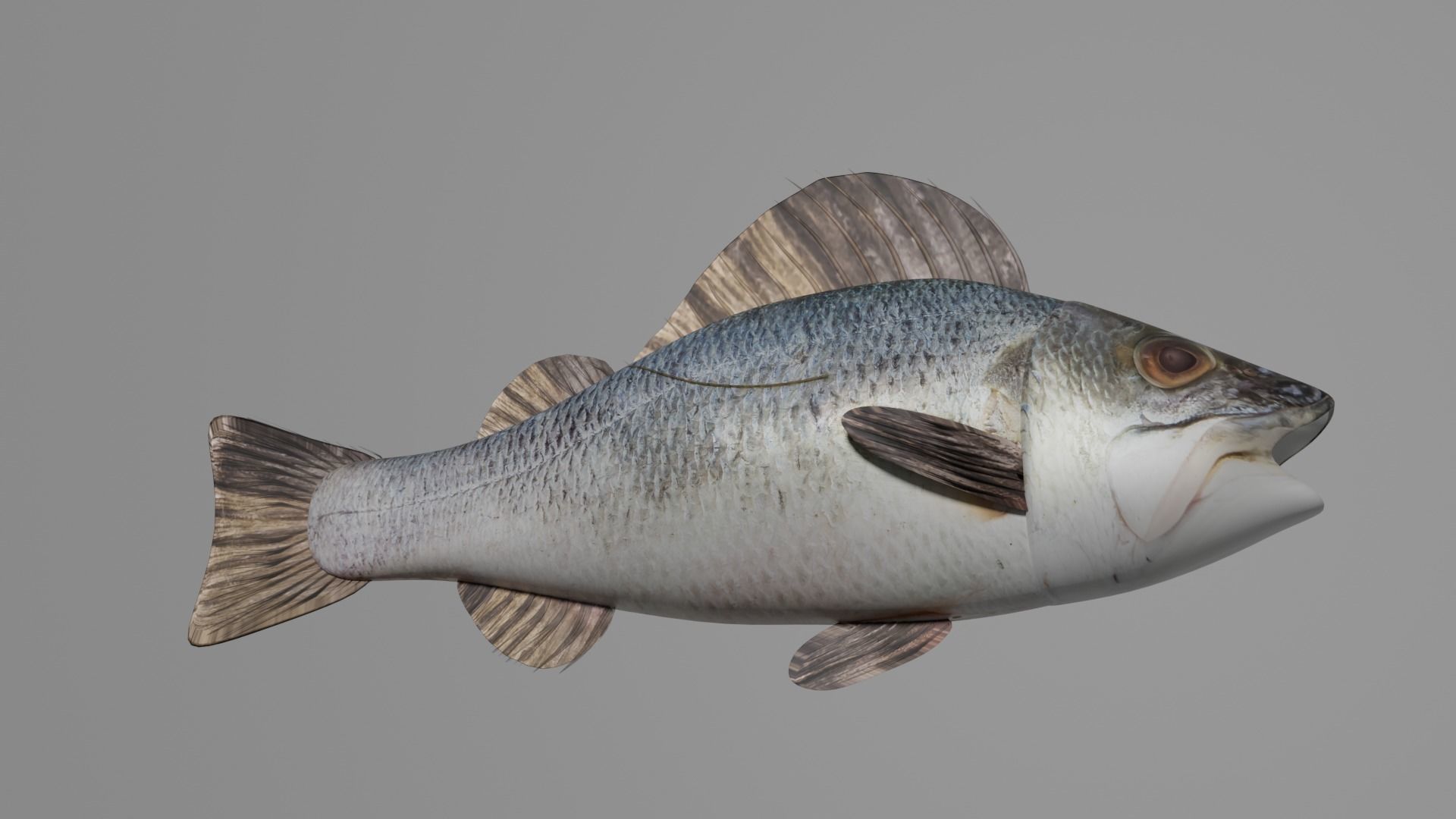Fish Anatomy 3D Model 3D model_3