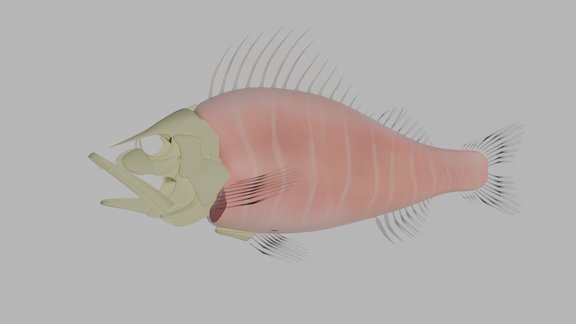 Fish Anatomy 3D Model 3D model_8