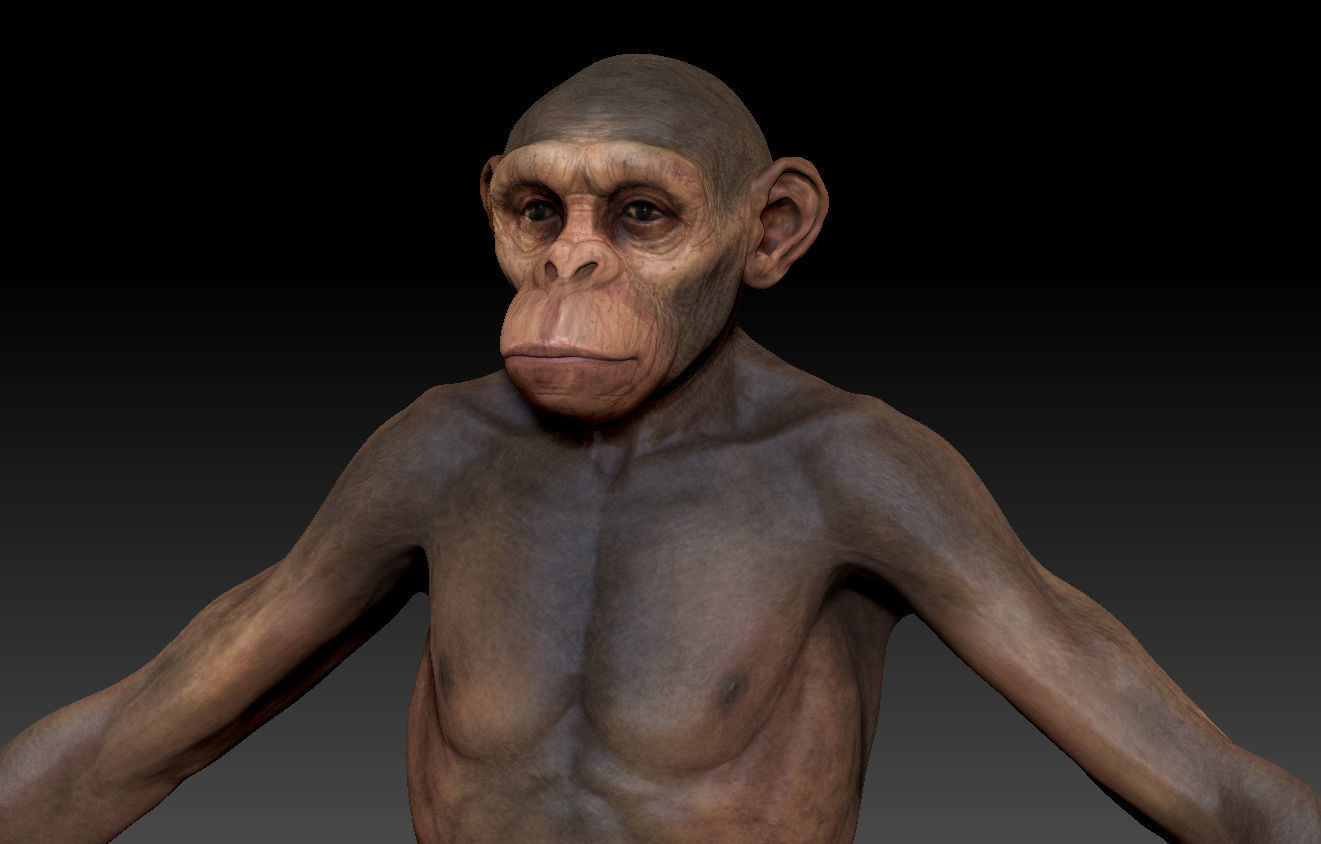 Human evolution model 3D model_7
