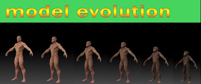 Human evolution model 3D model