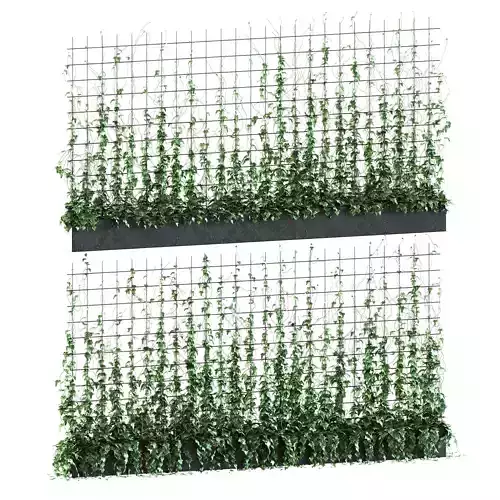 Ivy on a long trellis 3D model