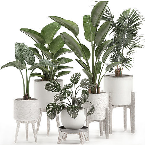 Decorative plants for the interior in white pots 557 3D model