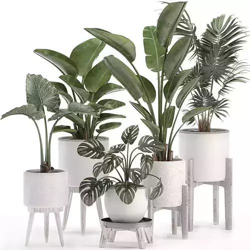 Decorative plants for the interior in white pots 557 3D model