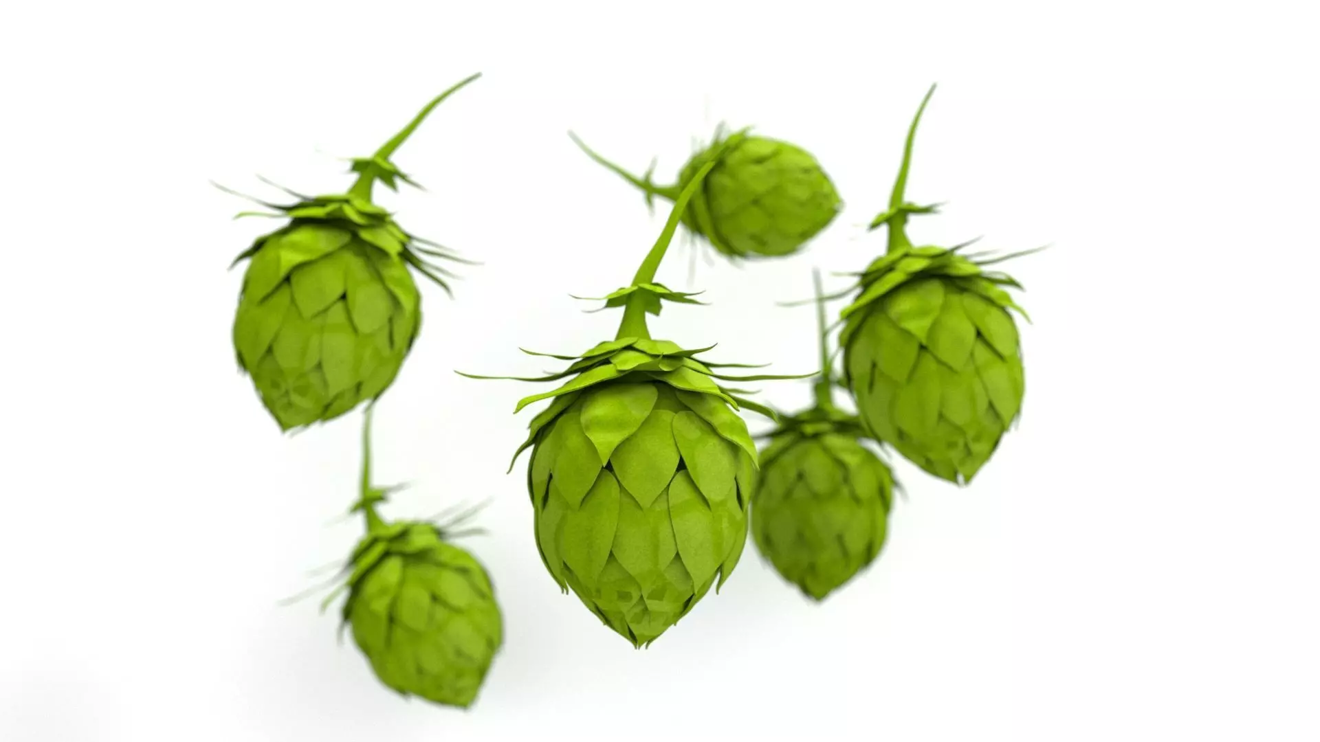 Hops Nurbs Model 3D model