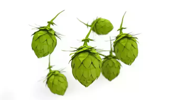 Hops Nurbs Model 3D model