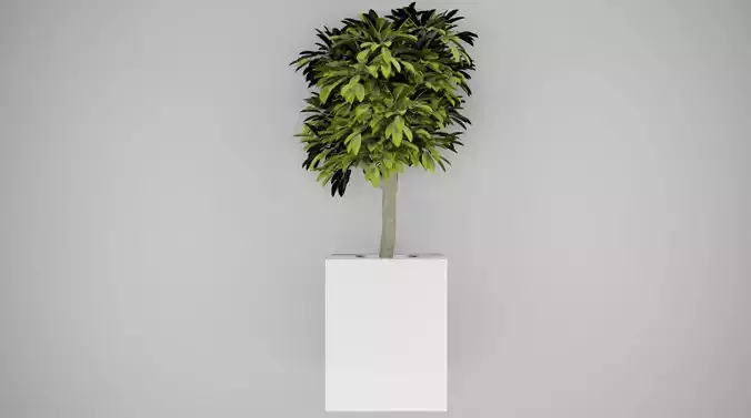 indoor tree Free 3D model