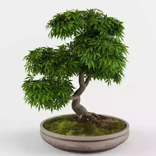 Bonsai Japanese Maple tree 